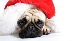 Dog with Santa Hat